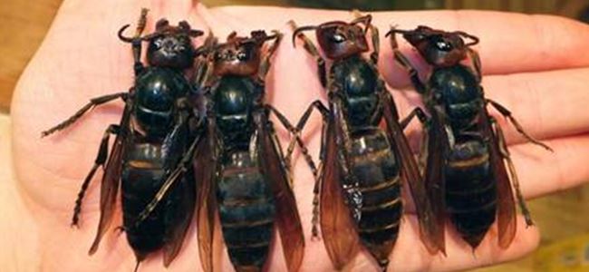 Eşek arıları 42 kişi öldürdü