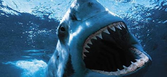Avustralya'da köpekbalığı saldırısı