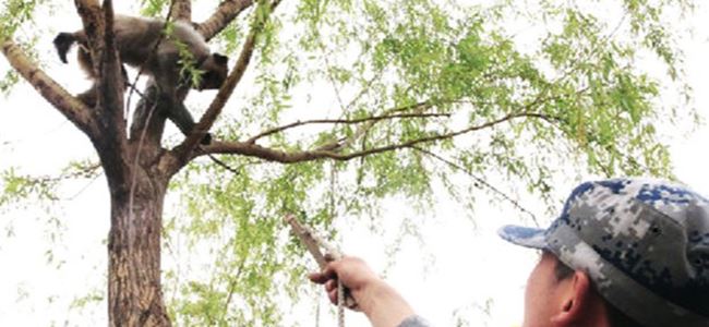 Çin’de hava üssünü maymunlar koruyacak