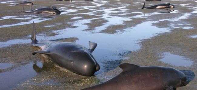 Karaya vuran 36 balina öldü