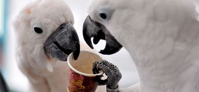 Bu papağanlar kafein tiryakisi