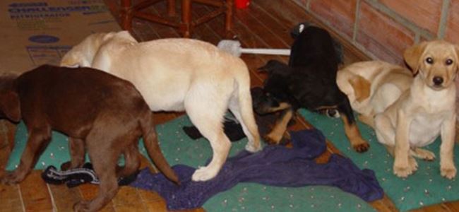 Veteriner köpek yavrularına sıvı eroin yerleştirdi