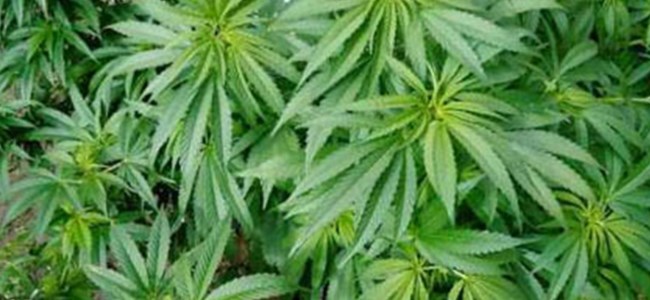 Hollanda’dan KKTC’ye 8.5 Kilo Marihuana