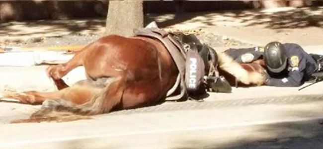 Polis ve ölen atının fotoğrafı yürekleri burktu