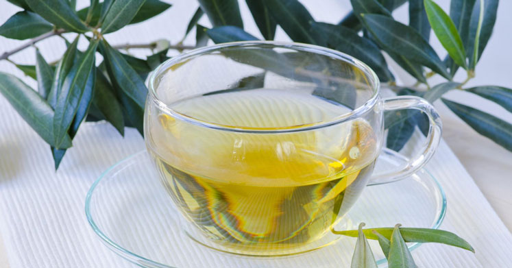Zeytin Yaprağı Çayı Nasıl Hazırlanır? Faydaları ve Zararları