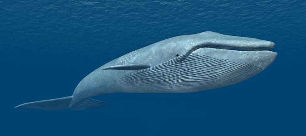 blue-whale-challenge