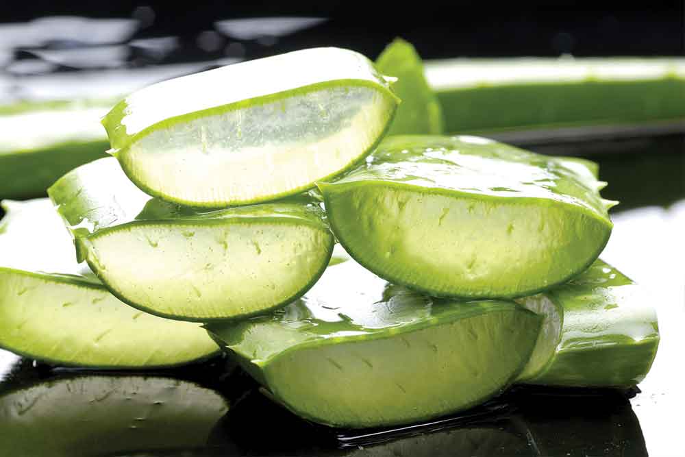 Aloe Vera Deyip Gememek Lazm - Havadis Gazetesi | Kbrs Haber