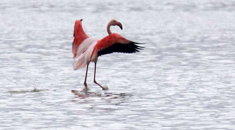 Flamingo