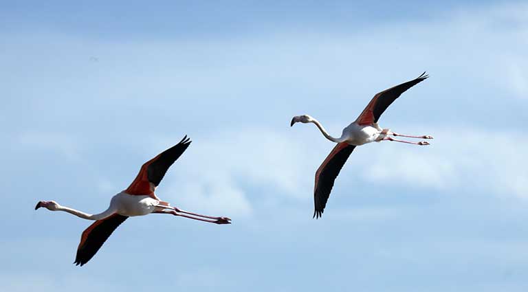 flamingo