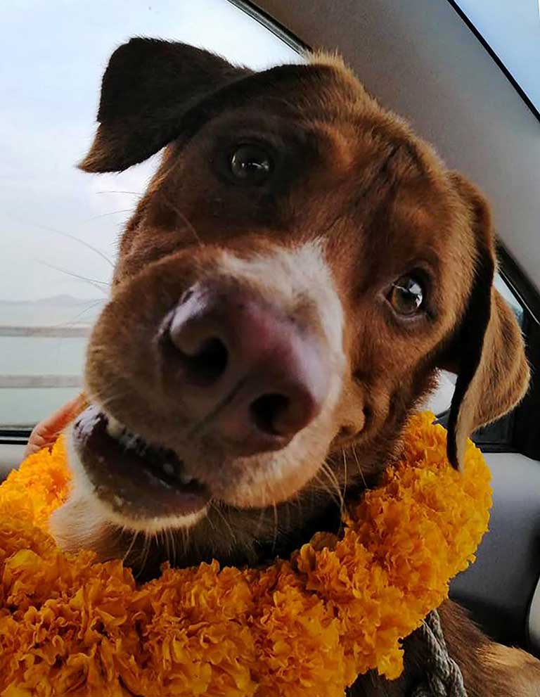Boonrod Tayland köpek