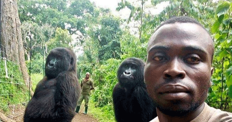 Goril selfie korucu