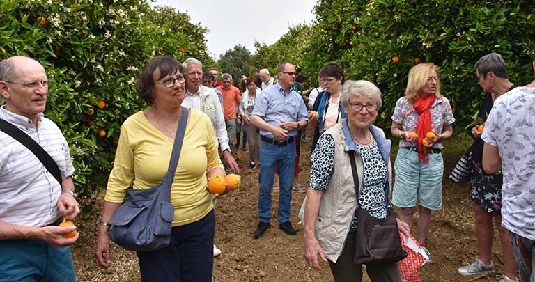 Alman turistler - portakal hasatı