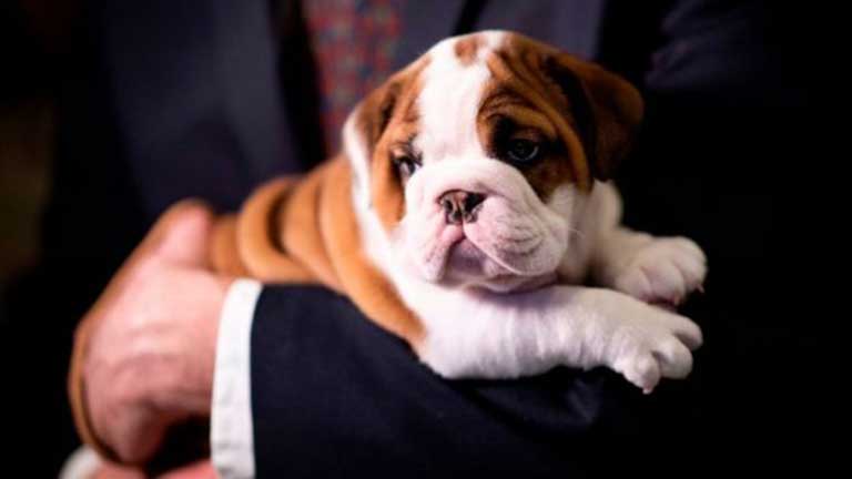 Köpek yaşı hesaplama