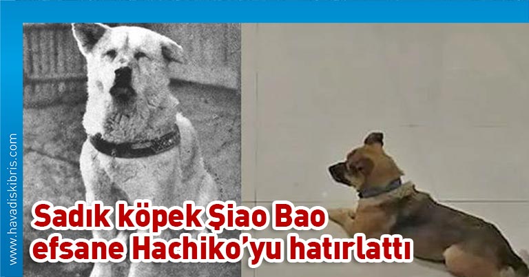 Çin'in Hubey eyaletine bağlı Vuhan kentinde sadık bir köpek, Kovid-19'dan ölen sahibini hastanede aylarca bekledi