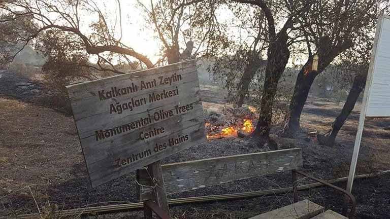 Kalkanlı anıt zeytin ağaçları