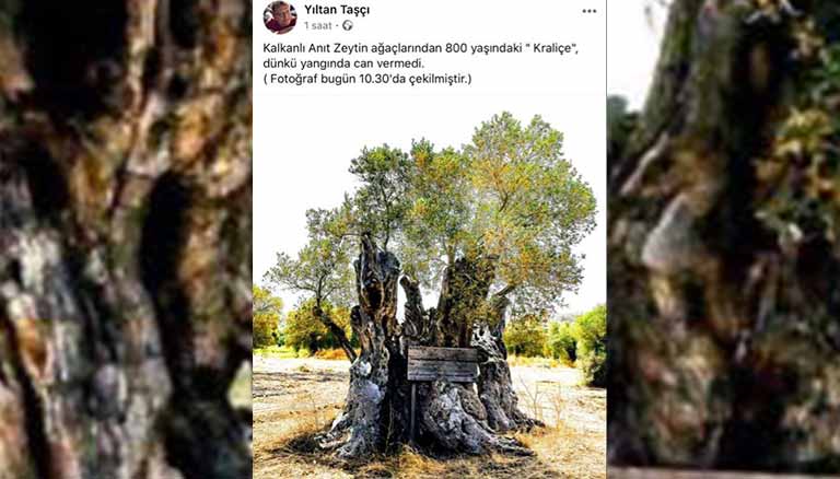 yangın