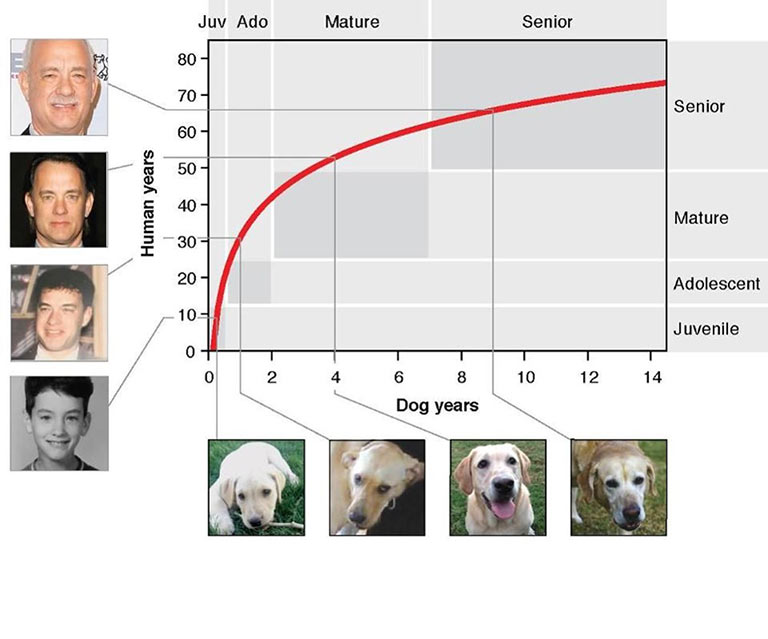 köpeğiniz kaç yaşında