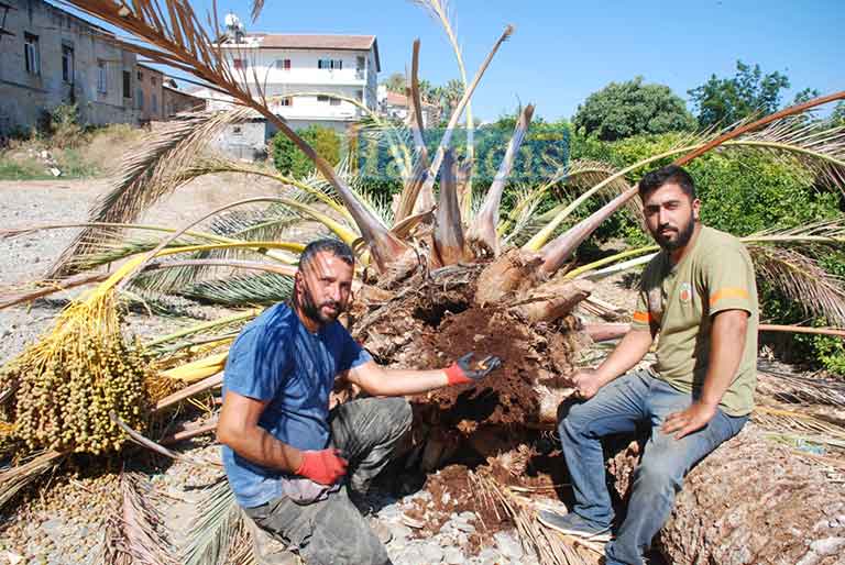 Lefke-hurma-ağacı