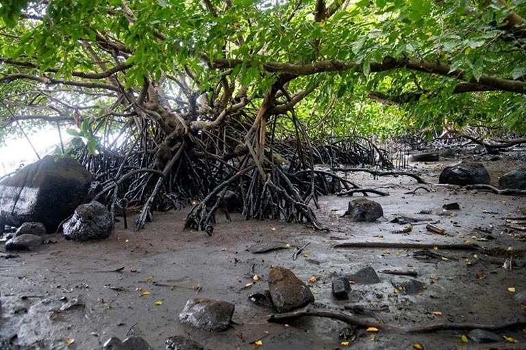 Mauritius çevre felaketi