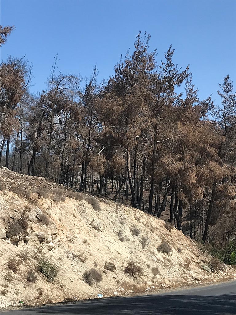 ormanlık arazi