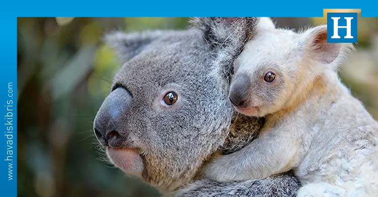 Avustralya koala