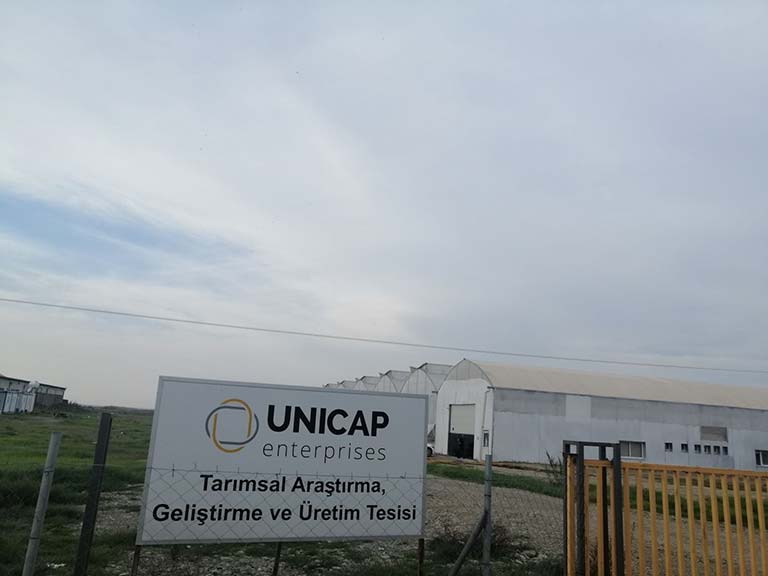 unicap domates