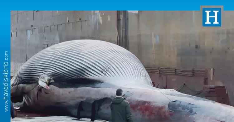 İtalya ölü balina Sorrento limanı