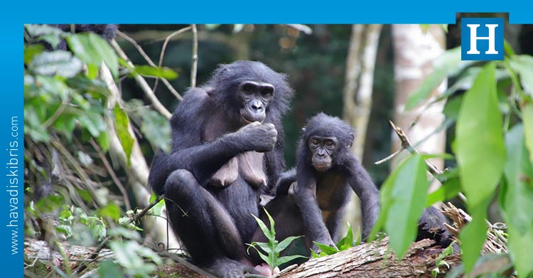 yabani bonobolar