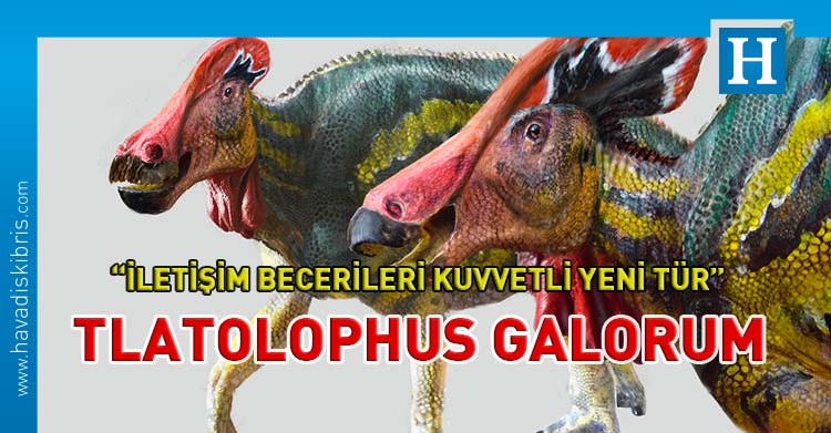 Tlatolophus galorum