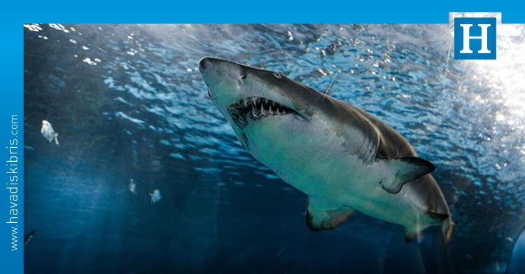 Köpekbalıklarının yüzde 90'ının gizemli bir şekilde yok olduğu ortaya çıktı