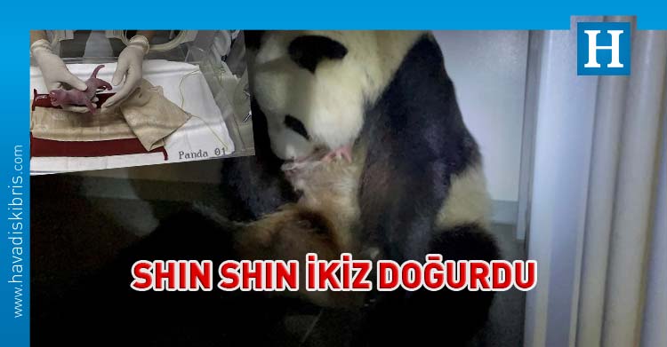  Japonya'nın başkenti Tokyo'daki hayvanat bahçesinde panda Shin Shin ikiz doğurdu.