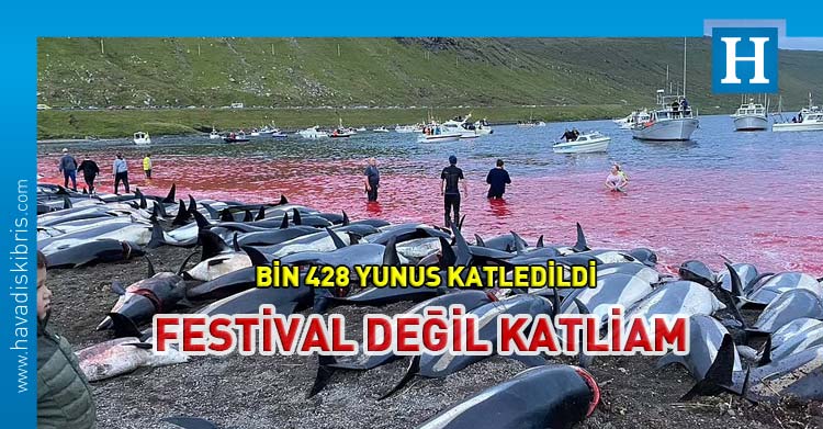 Faroe Adaları’nda her yıl düzenlenen “Grindadrap” festivalinde bu yıl yaklaşık bin 500 balina ve yunus katledildi.