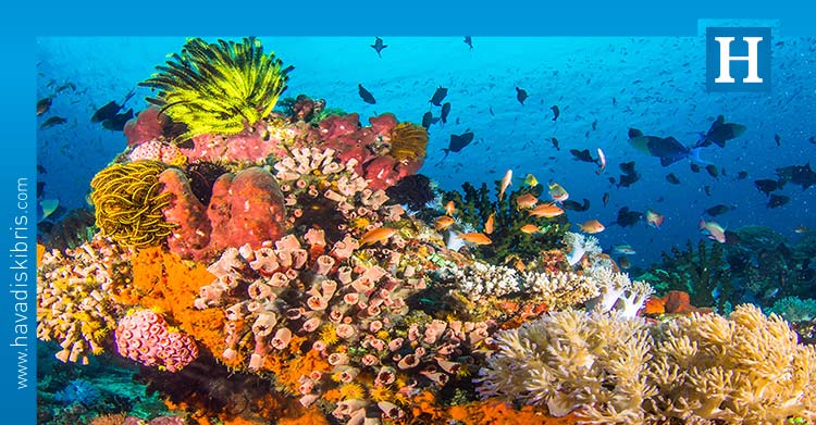 Küresel Mercan Resifi İzleme Ağı, dünya çapındaki mercan resifini inceleyen bir çalışma yayımladı. Buna göre, dünyadaki mercan resifinin yüzde 14'ünün yok olduğu bildirildi.