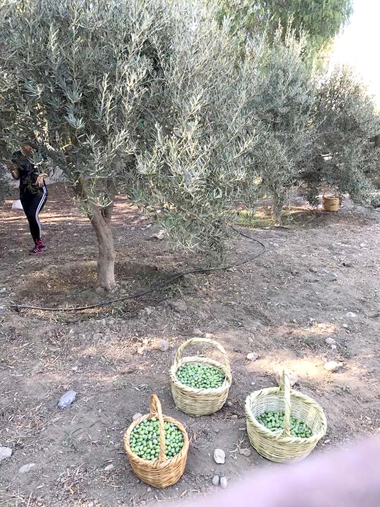zeytin hasadı