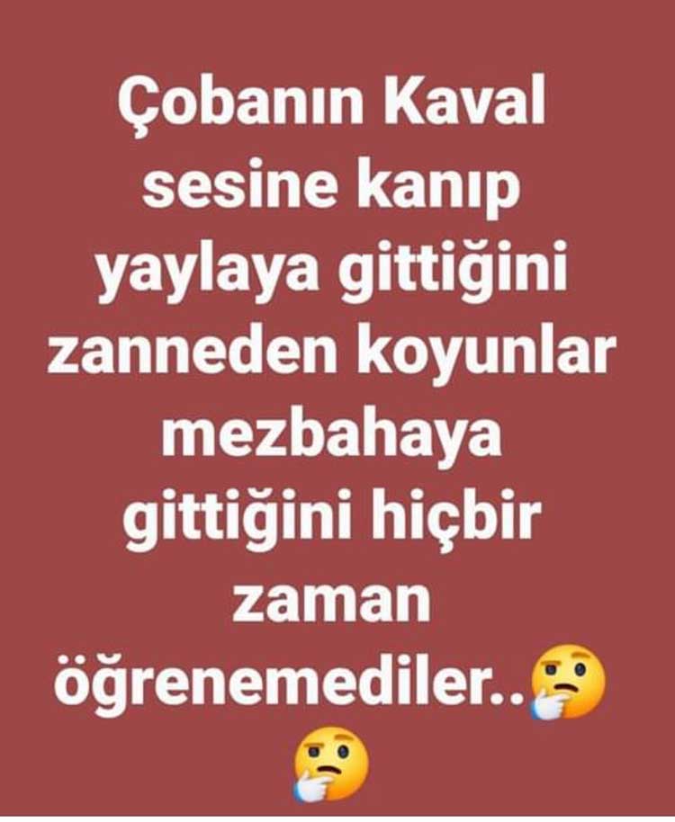 koyun kaval