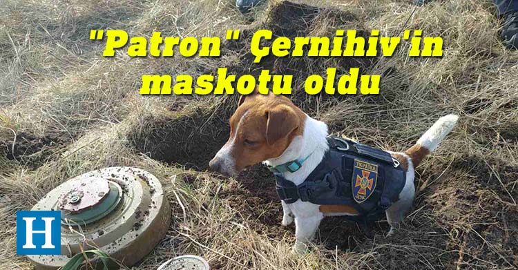 Ukrayna'da bomba imha ekipleriyle çalışan küçük bomba arama köpeği Patron, Çernihiv kentinin maskotu oldu.