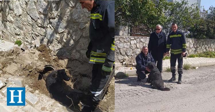 Girne’de Toprak Altında Mahsur Kalan Yavru Köpekleri Belediye Ekipleri Kurtardı