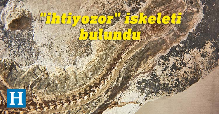 Baisesaurus robustus ihtiyazor iskeleti