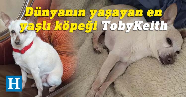 Dünyanın yaşayan en yaşlı köpeği TobyKeith