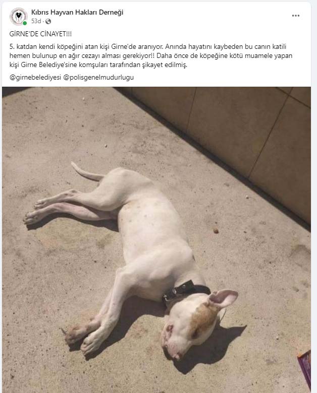 Girne köpek ölüm