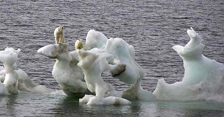 keşfedilmemiş bir kutup ayısı topluluğu