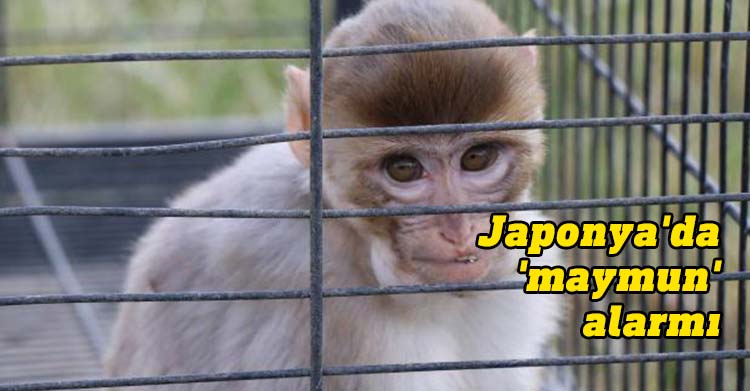 Japonya'da 'maymun' alarmı