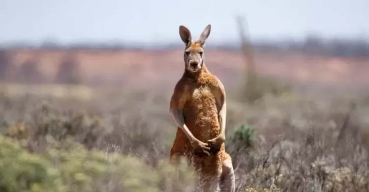 A﻿vustralya'da bir adam kanguru tarafından öldürüldü