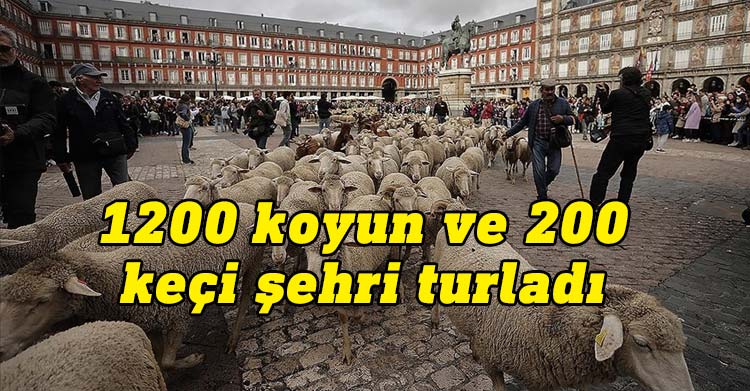İspanya'nın başkenti Madrid'de, Orta Çağ geleneklerinden biri olan ve "Trashumancia Şenliği" adıyla bu yıl 29'uncusu düzenlenen etkinlikte 1200 koyun ve 200 keçi başlarında çobanlarıyla kent sokaklarından geçirildi.