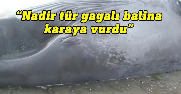 Fransa'da türü nadir görülen gagalı balina karaya vurdu