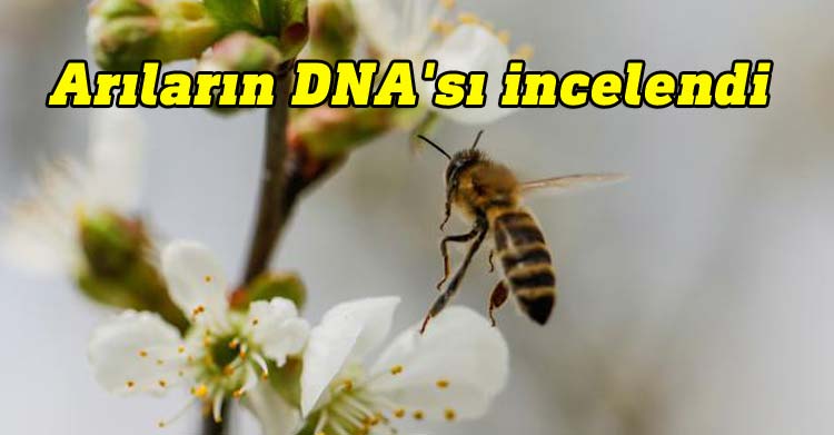 Arıların DNA'sı incelendi