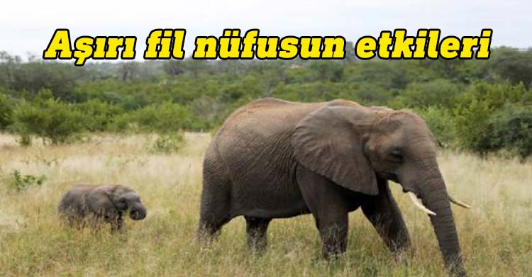 Aşırı fil nüfusun etkileri