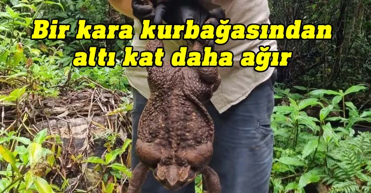 Dünyanın en büyük kara kurbağası Avustralya'da bulundu: Toadzilla