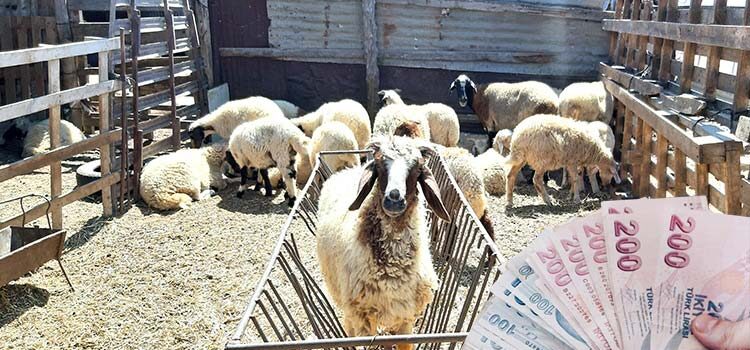 Devlet Üretme Çiftliği kasaplık hayvan satışı duyurusu yaptı