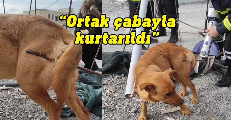Taşkent Doğa Parkı Demirhan bölgesinde vücuduna inşaat demiri saplanan bir köpeğin ortak çalışma ile kurtarıldığını paylaştı.